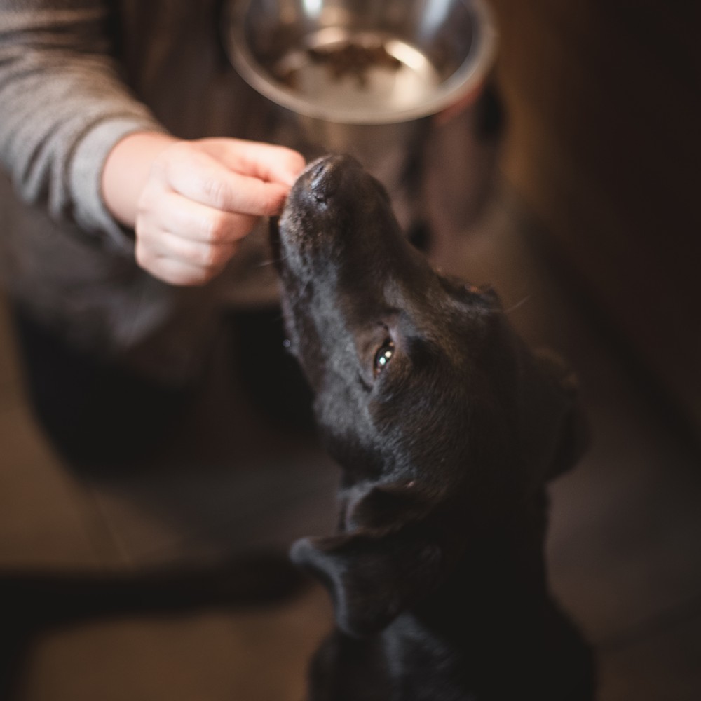 Hund in der Pension