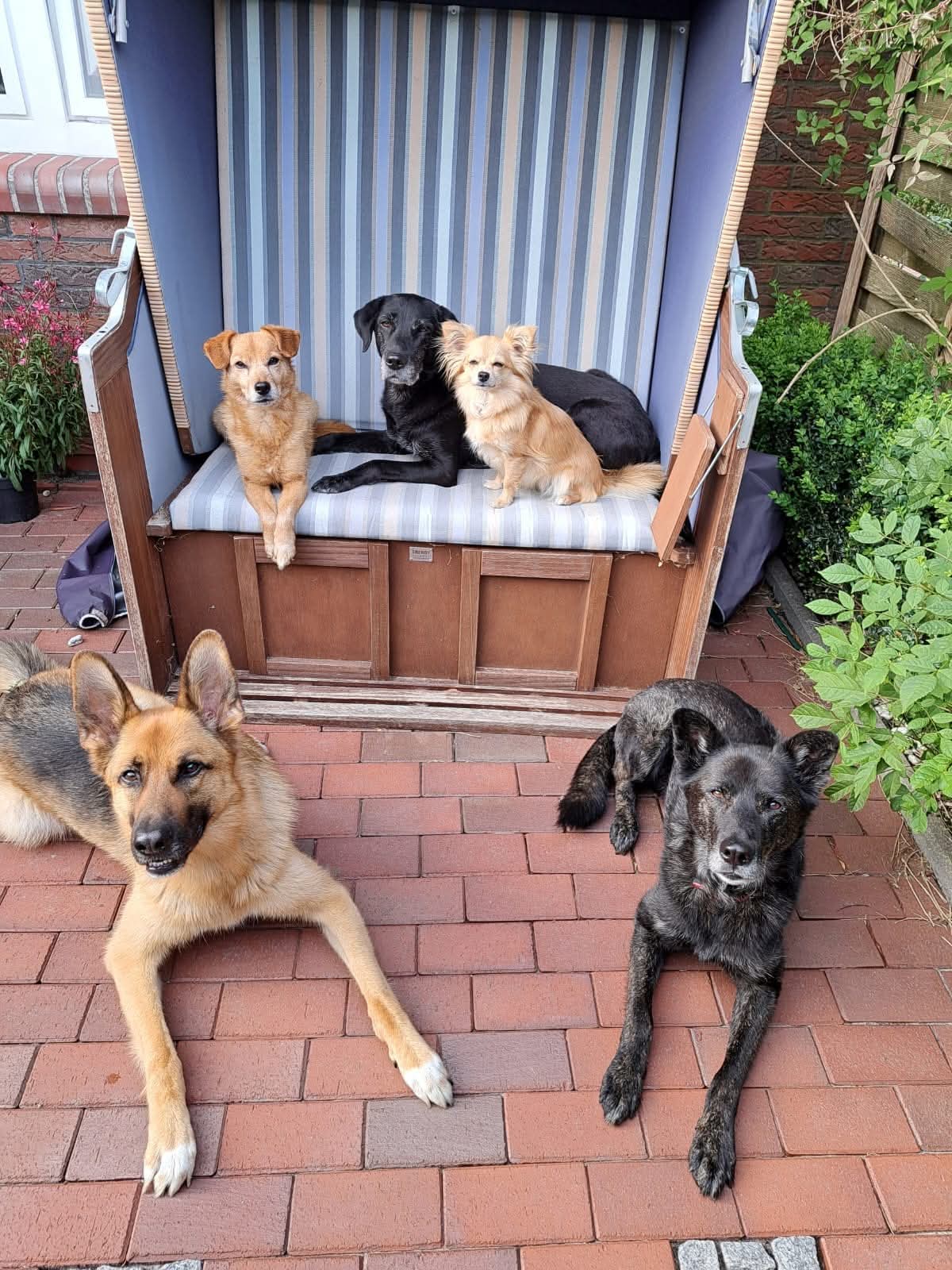 Sky, Avani, Kiwi, Scout und Kuno im und am Strandkorb