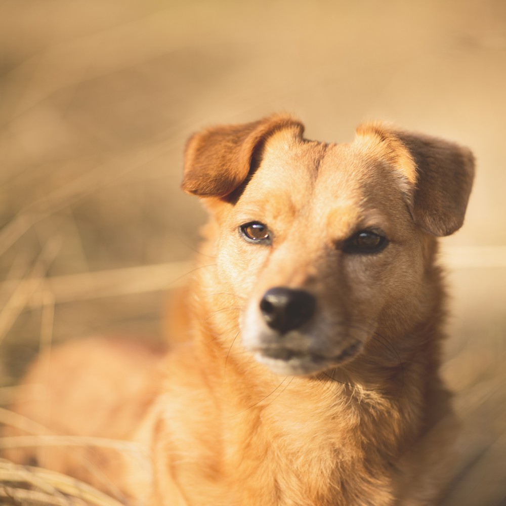 Hund in der Pension