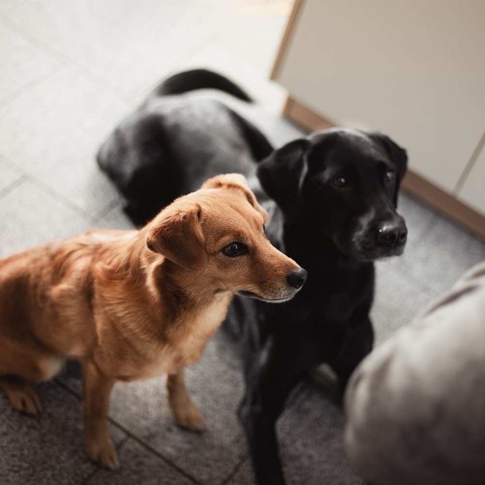 Zwei Hunde entspannt im Wohnraum